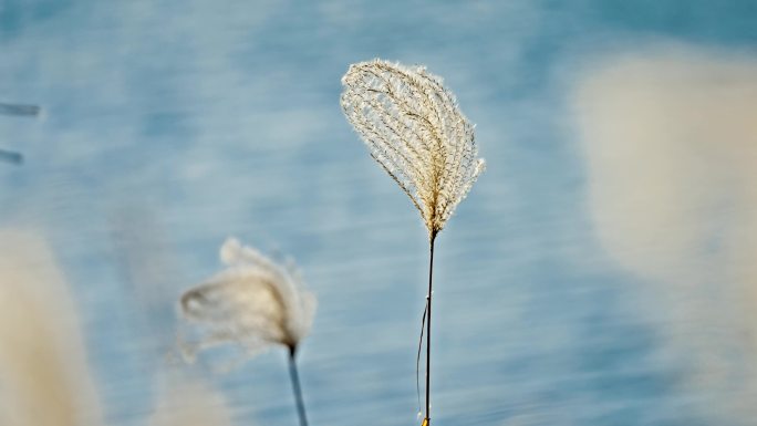 秋冬芦苇荡 芦苇 芦花