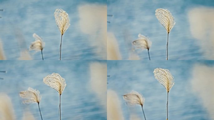 秋冬芦苇荡 芦苇 芦花