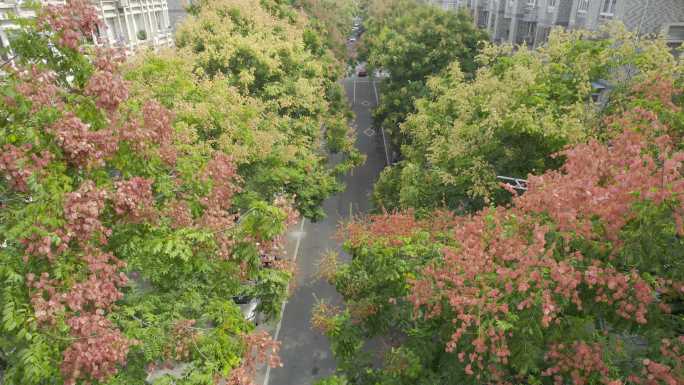 街景城市道路航拍花朵