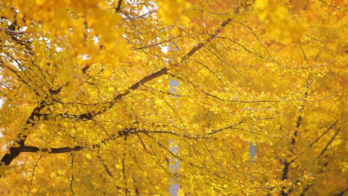 黄色的银杏叶秋色秋天颜色黄色树叶