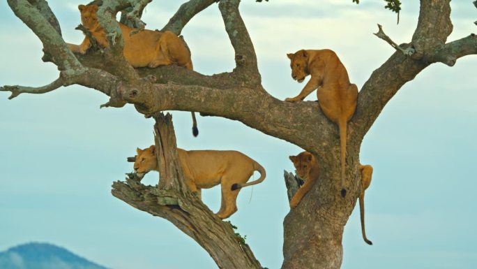 一群雌狮站在树枝上，对着天空。野生动物在树上。塞伦盖蒂国家公园。
