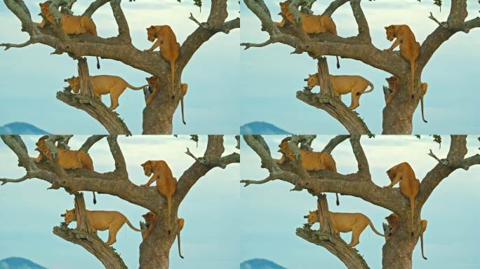 一群雌狮站在树枝上，对着天空。野生动物在树上。塞伦盖蒂国家公园。