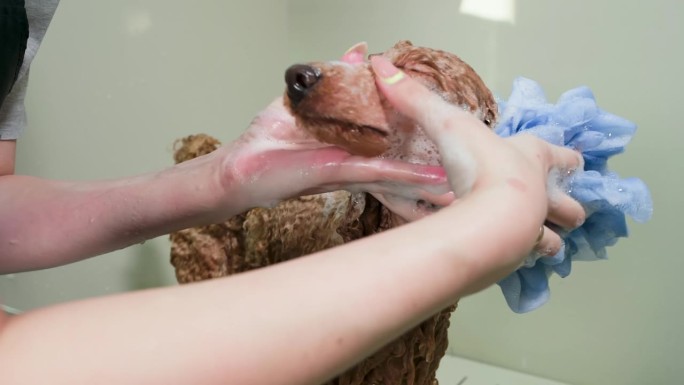 在水疗中心用海绵擦洗的雌性专业贵宾犬的腹部