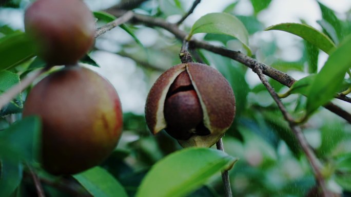 农业、绿色、有机、茶油果