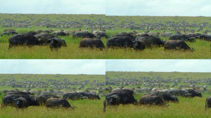 草地上的一群水牛。一群游猎动物在野生动物保护区内。晴天的塞伦盖蒂国家公园。