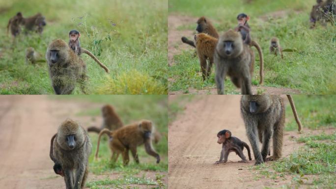在坦桑尼亚，一只背着孩子的橄榄色狒狒和家人一起走过草地