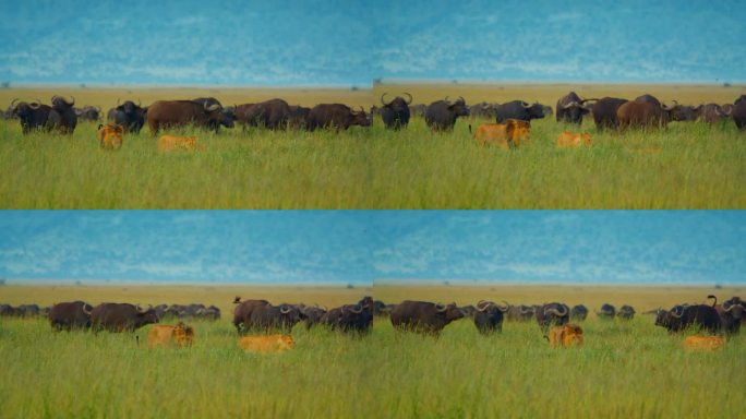 在塞伦盖蒂国家公园，一群凶猛的水牛与狮子对峙