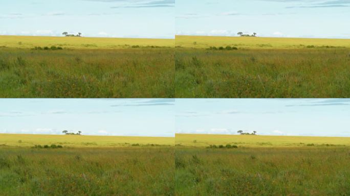 塞伦盖蒂国家公园美丽的草地景观的锁定镜头。让自己沉浸在塞伦盖蒂国家公园的宁静之美中