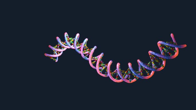 由脱氧核糖核酸或DNA组成的核糖核酸链-三维图示