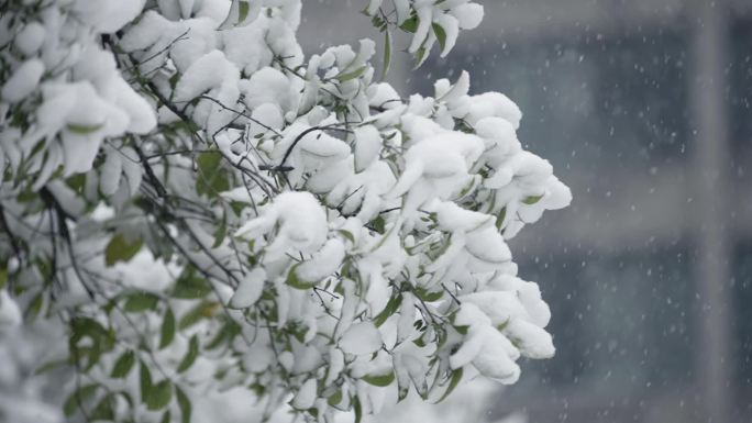 冬天下雪雪景慢动作唯美高速镜头