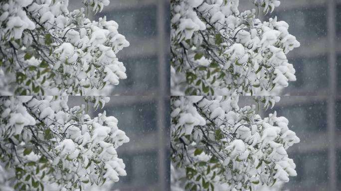 冬天下雪雪景慢动作唯美高速镜头