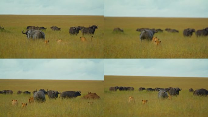 母狮追赶水牛，奔向安全的牛群。狩猎模式。动物狩猎