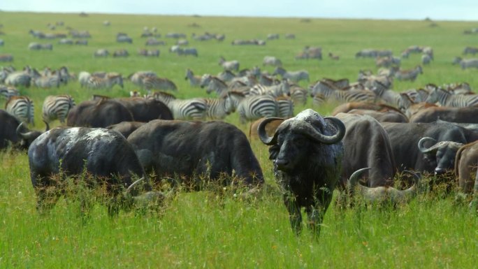 晴天草地上的一群水牛。一群游猎动物在野生动物保护区内。塞伦盖蒂国家公园的大自然。