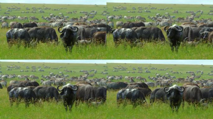 晴天草地上的一群水牛。一群游猎动物在野生动物保护区内。塞伦盖蒂国家公园的大自然。