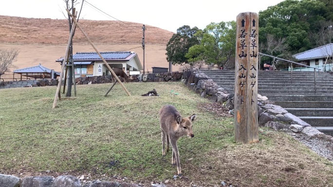 奈良的鹿