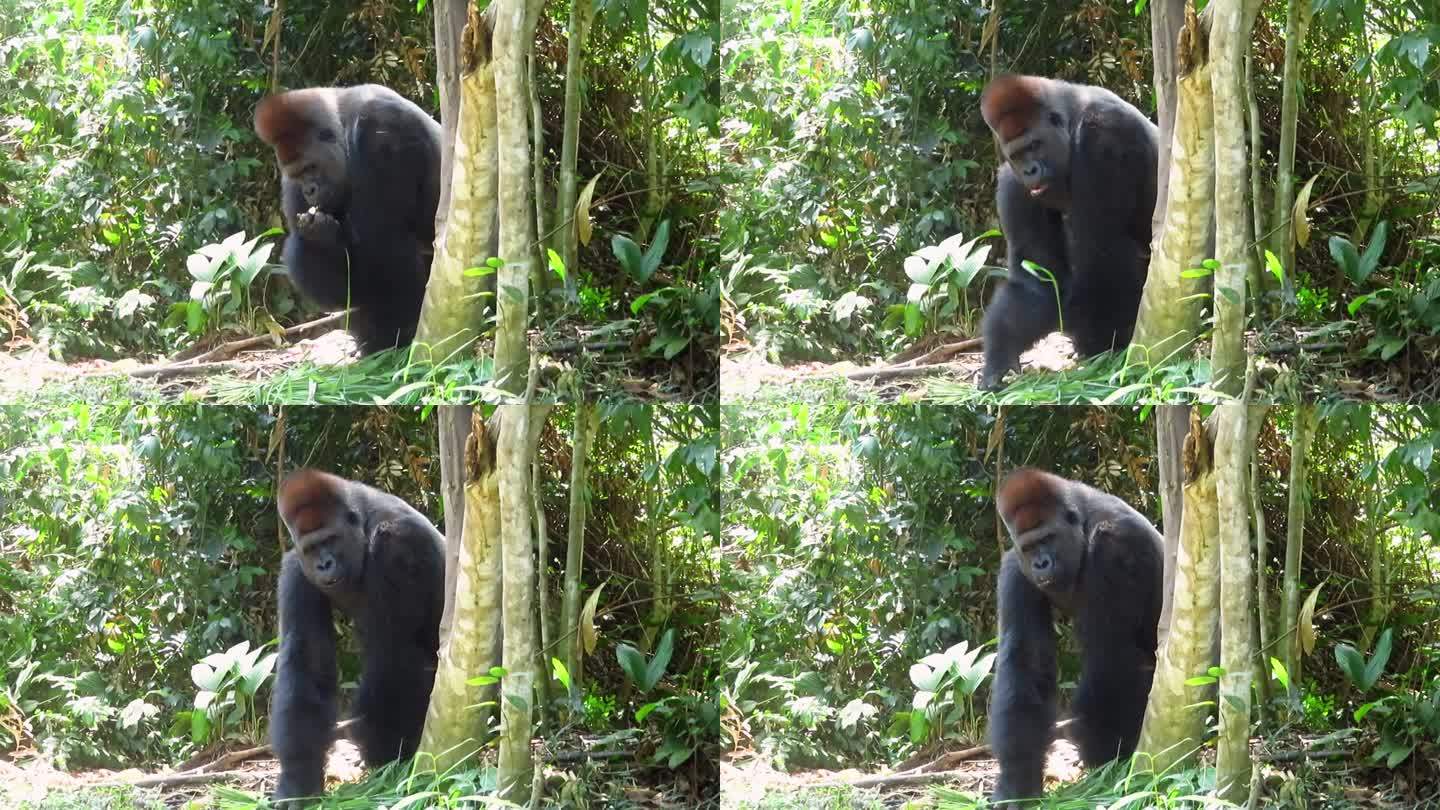 一只大猩猩在刚果共和国的lsamsio - louna保护区吃东西