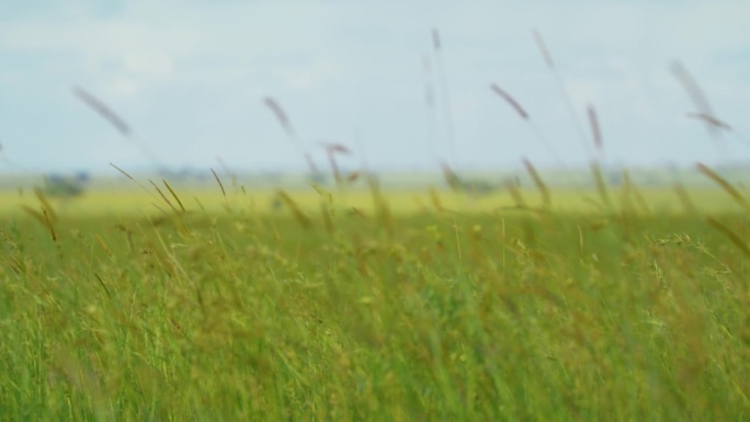 塞伦盖蒂国家公园草地上摇曳的慢镜头