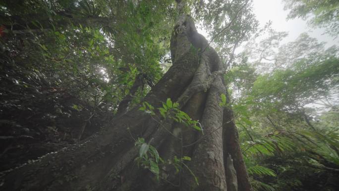 海南五指山热带雨林国家森林公园4k