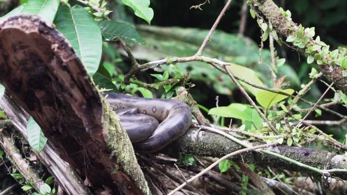 绿蟒蛇，又称巨蟒或普通蟒蛇，是南美洲发现的最重的蛇种，它是一种无毒的蟒蛇