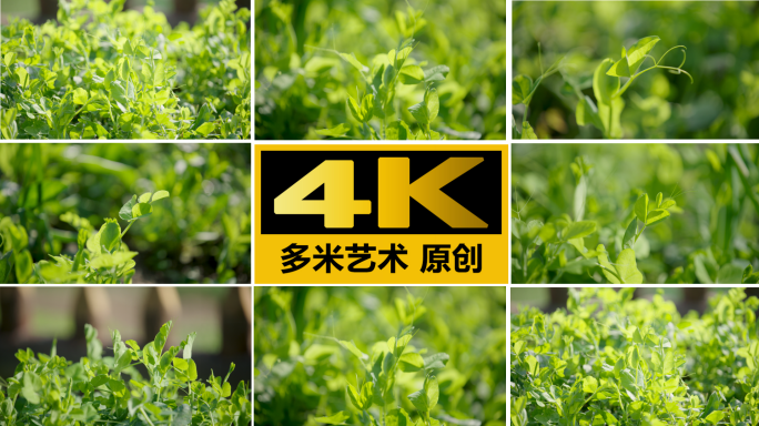 豌豆苗4K实拍