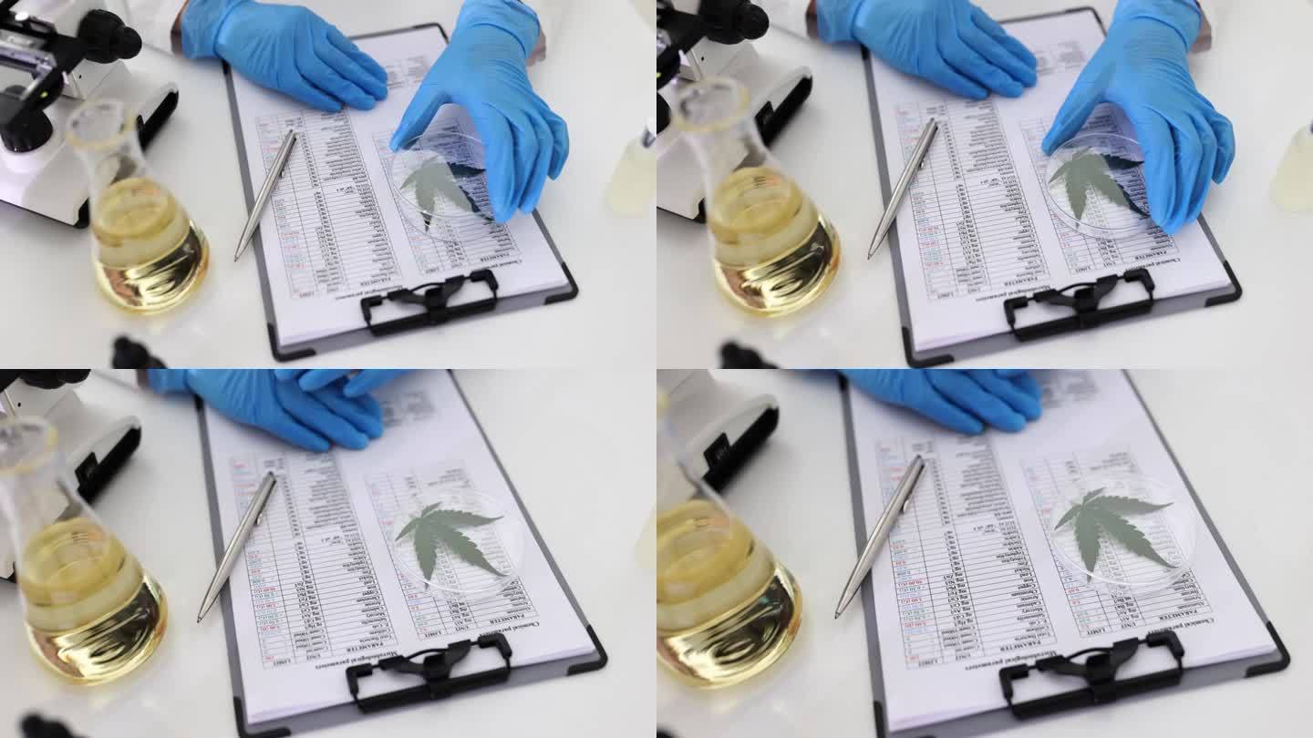科学家在实验室工作，研究大麻和油的特性
