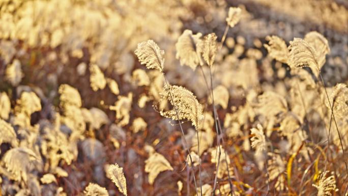 秋冬芦苇荡 芦苇 芦花