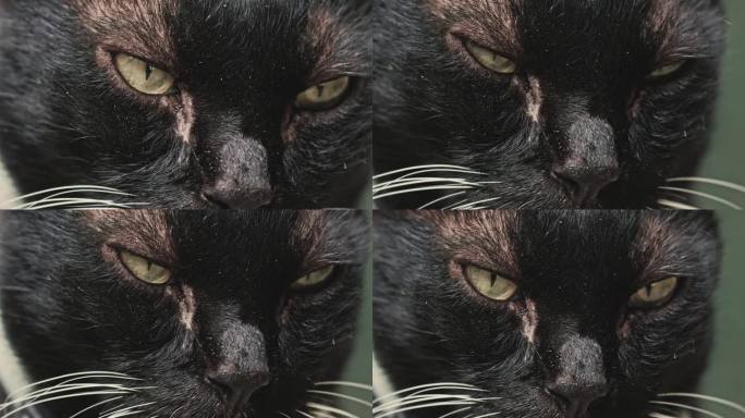 黑猫短毛猫眼睛特写