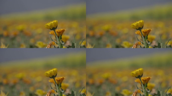 大理洱种植海鲜花菊花4k