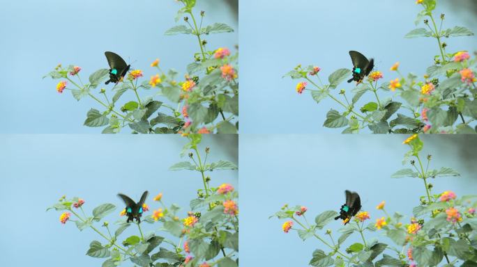 五色梅鲜花间一只黑色蓝斑凤尾蝶翩翩飞舞