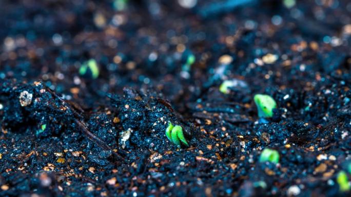 春天中药材黄芩籽种子发芽生长延时植物生长