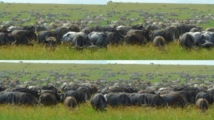 在塞伦盖蒂国家公园的草地上，一群非洲水牛和斑马