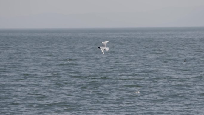 云南大理洱海海鸥4k