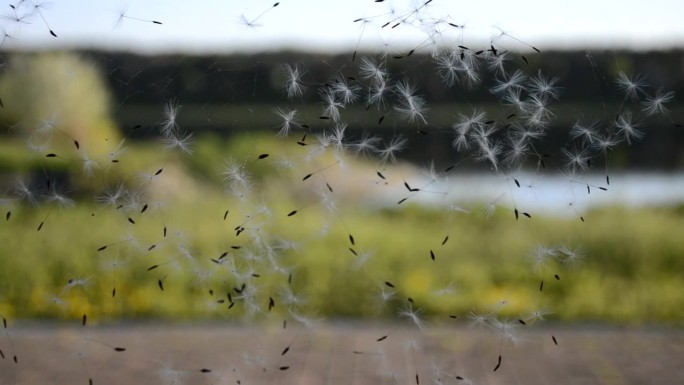风摇动着粘着蒲公英种子的蜘蛛网
