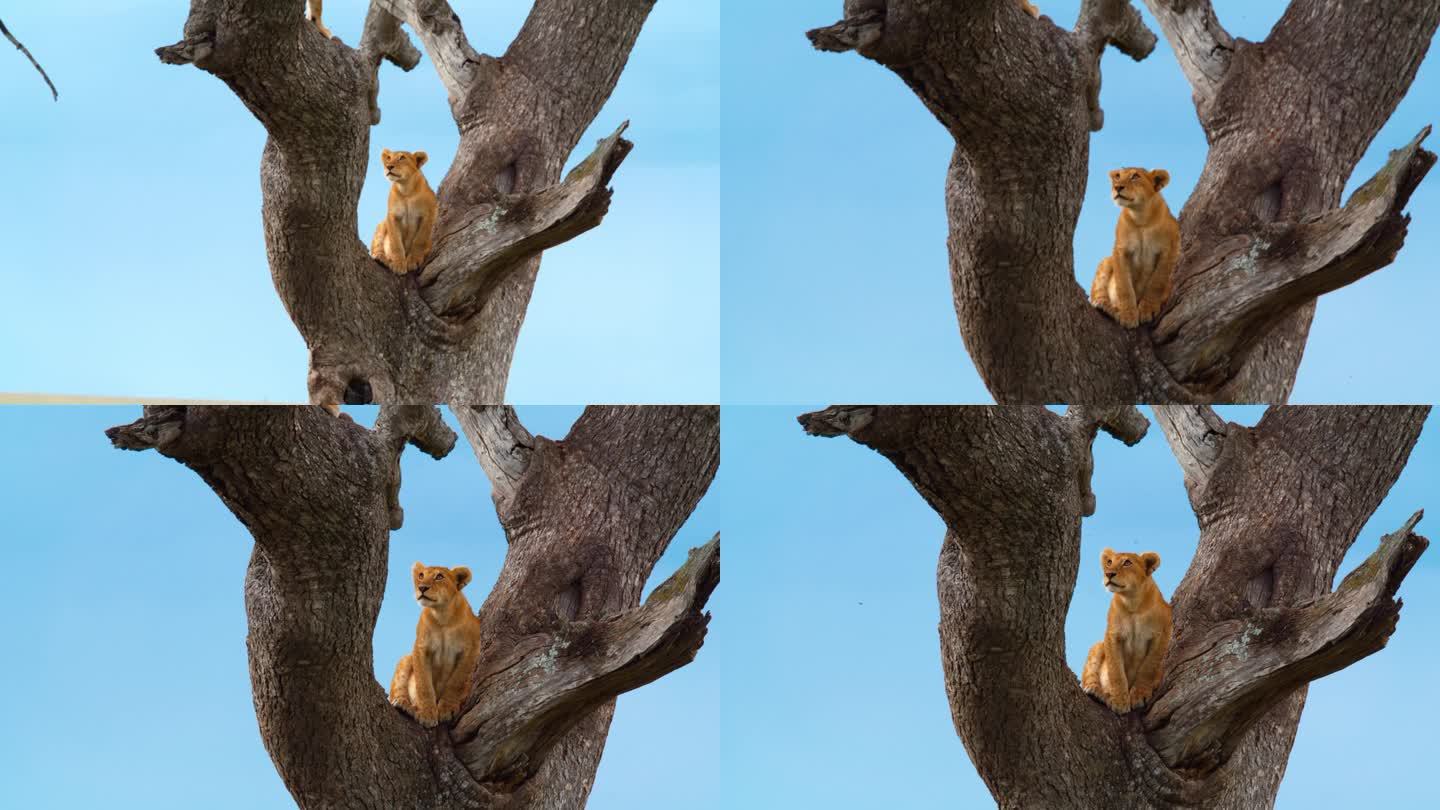 年轻可爱的母狮在树上仰视他人的慢动作镜头。塞伦盖蒂国家公园的野生动物。自然保护区的野生动物。