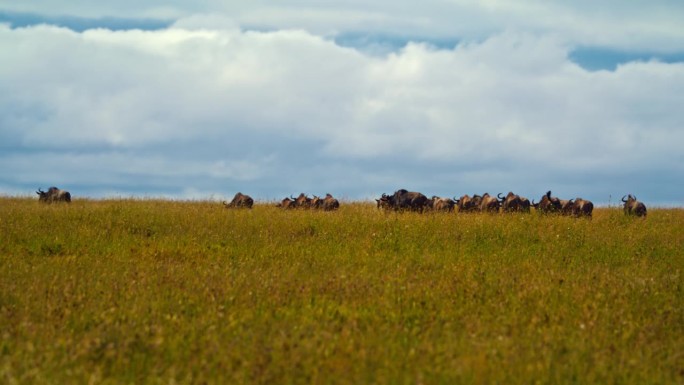 田野里一群水牛的慢镜头。一群游猎动物在野生动物保护区内。塞伦盖蒂国家公园对着天空。