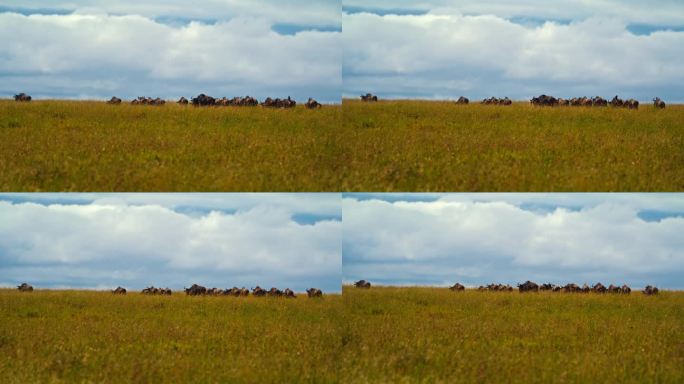 田野里一群水牛的慢镜头。一群游猎动物在野生动物保护区内。塞伦盖蒂国家公园对着天空。