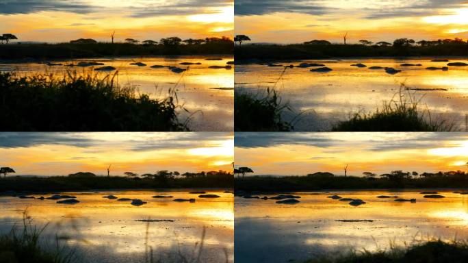 日落时河马在平静的河中休息