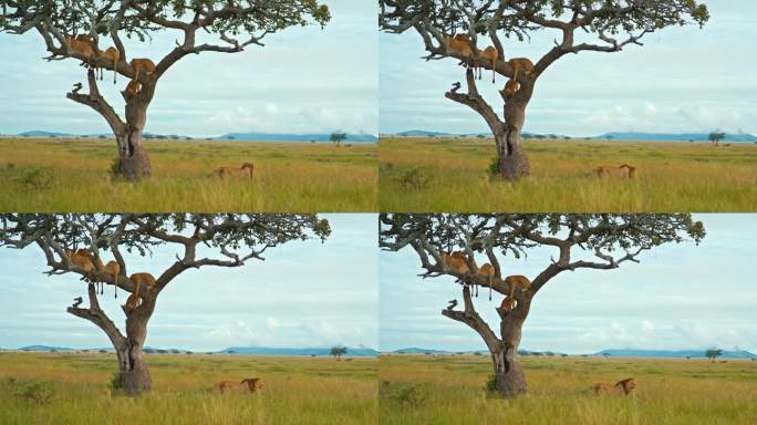 在塞伦盖蒂国家公园，警觉的狮子站在草地上，而它的家人在树上休息