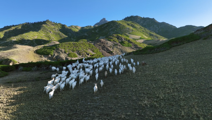 原生态牧场上的羊群