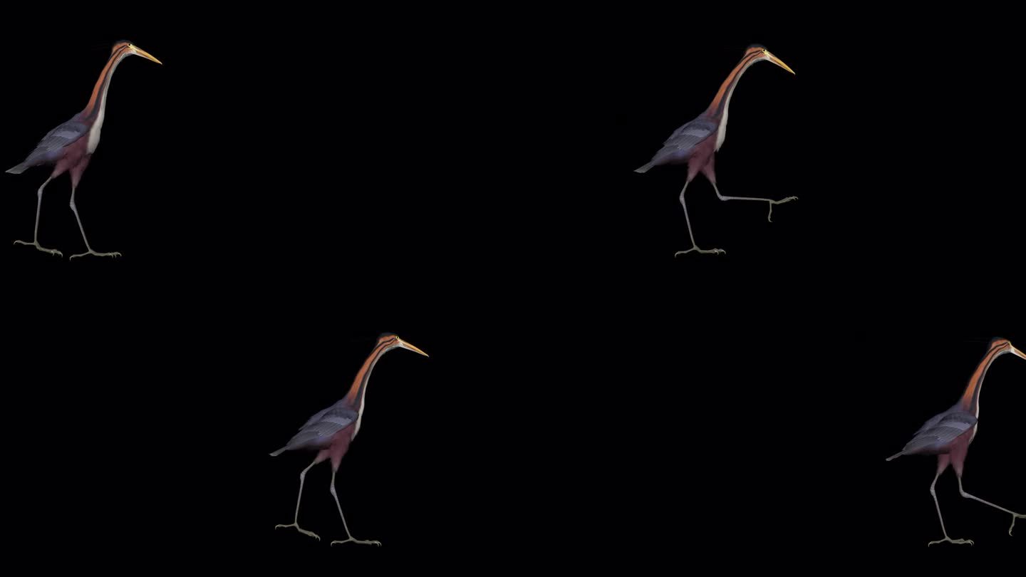 紫鹭鸟-通过屏幕-阿尔法频道