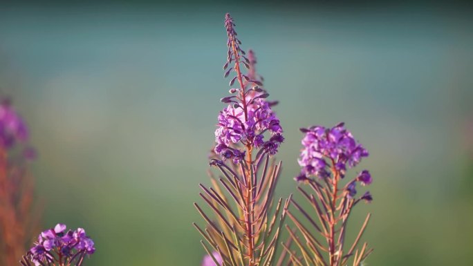 火杂草的亮粉色花朵。视差视频。散景背景。