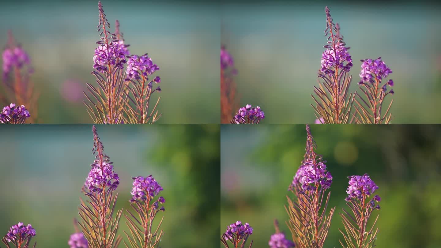 火杂草的亮粉色花朵。视差视频。散景背景。