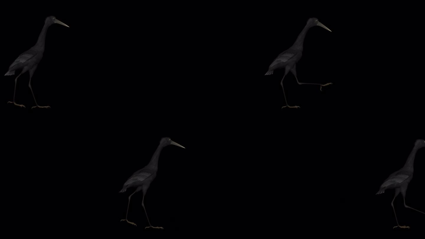 黑苍鹭鸟-通过屏幕- Alpha频道