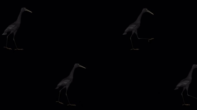 黑苍鹭鸟-通过屏幕- Alpha频道