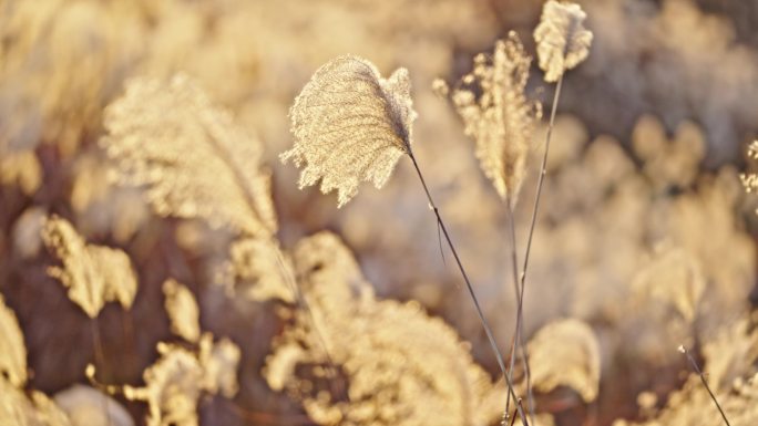 秋冬芦苇荡 芦苇 芦花