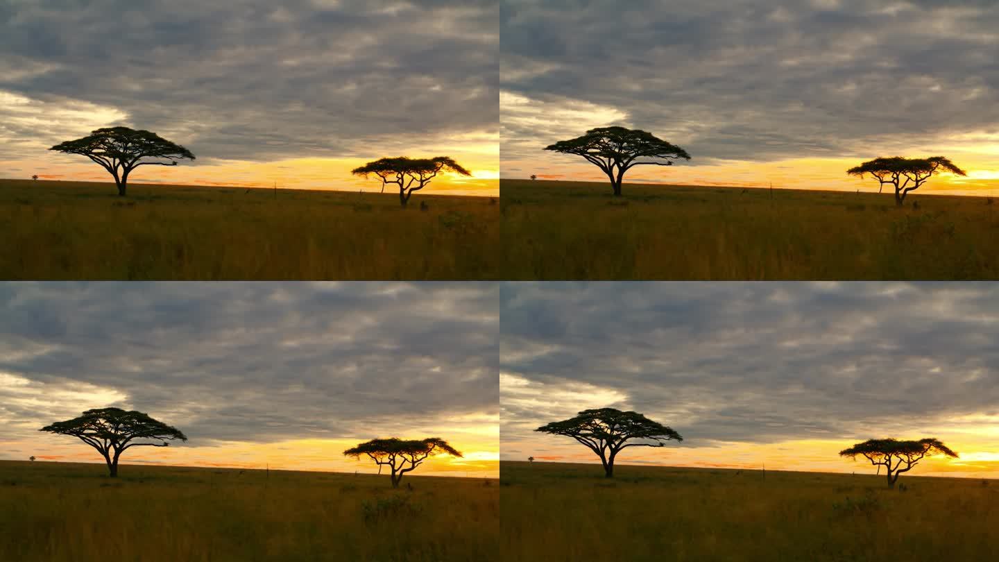 慢镜头拍摄了日落时草地上的金合欢树