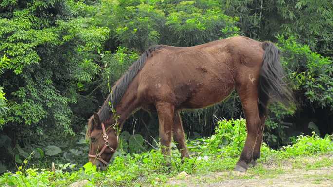 绿色田野里一匹棕色的马在悠闲的吃草