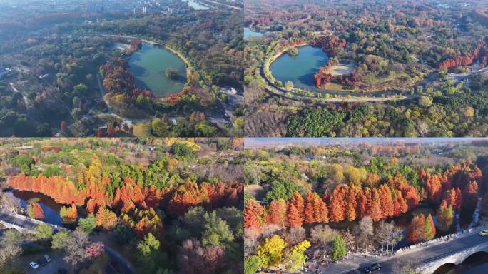 南京紫金山景区中山陵燕雀湖秋天航拍4K