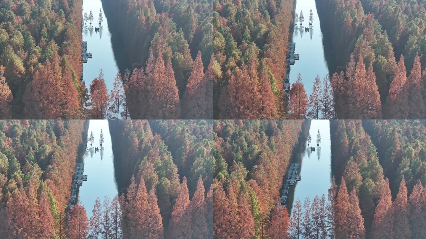江苏金湖万亩水上森林冬景如画