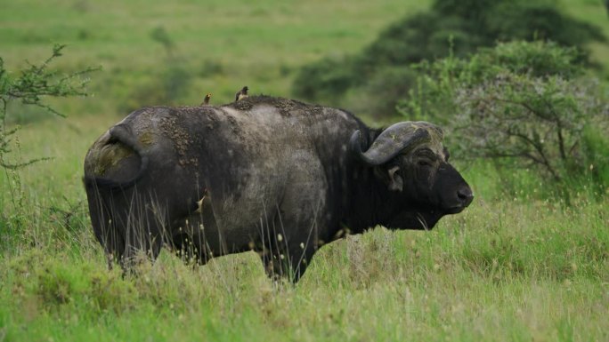 鸟类栖息在水牛身上的慢动作镜头。自然保护区绿地上的动物。塞伦盖蒂国家公园的景色。